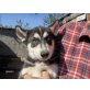 Siberian Husky Welpen - Hündin