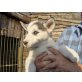 Siberian Husky Welpen - Hündin