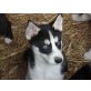 Siberian Husky Welpen - Hündin