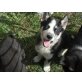 Siberian Husky Welpen - Hündin