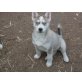 Siberian Husky Welpen - Hündin