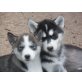 Siberian Husky Welpen - Hündin