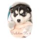 Siberian Husky Welpen - Hündin