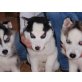 Siberian Husky Welpen - Hündin