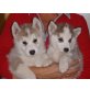 Siberian Husky Welpen - Hündin