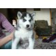 Siberian Husky Welpen - Hündin