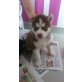 Siberian Husky Welpen - Rüde