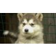 Siberian Husky Welpen - Rüde
