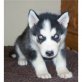 Siberian Husky Welpen - Rüde