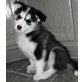 Siberian Husky Welpen - Rüde