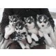 Siberian Husky Welpen - Rüde