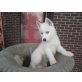 Siberian Husky Welpen - Rüde
