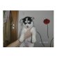 Siberian Husky Welpen - Rüde