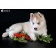 Siberian Husky Welpen - Rüde
