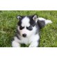 Siberian Husky Welpen - Rüde