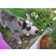 Siberian Husky Welpen - Rüde