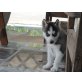 Siberian Husky Welpen - Rüde
