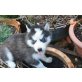 Siberian Husky Welpen - Rüde