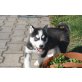 Siberian Husky Welpen - Rüde