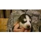 Siberian Husky Welpen - Rüde