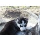 Siberian Husky Welpen - Rüde