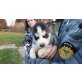 Siberian Husky Welpen - Rüde
