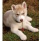 Siberian Husky Welpen - Rüde