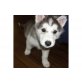 Siberian Husky Welpen - Rüde