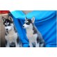 Siberian Husky Welpen - Rüde
