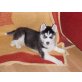 Siberian Husky Welpen - Rüde