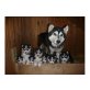 Siberian Husky Welpen - Rüde