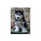 Siberian Husky Welpen - Rüde