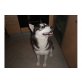 Siberian Husky Welpen - Rüde