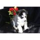 Siberian Husky Welpen - Rüde