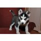 Siberian Husky Welpen - Rüde