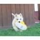 Siberian Husky Welpen - Rüde