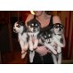 Siberian Husky Welpen - Rüde