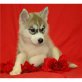 Siberian Husky Welpen - Rüde