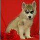 Siberian Husky Welpen - Rüde