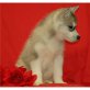 Siberian Husky Welpen - Rüde