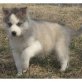 Siberian Husky Welpen - Rüde