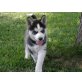 Siberian Husky Welpen - Rüde