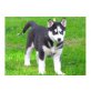Siberian Husky Welpen - Rüde