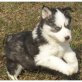 Siberian Husky Welpen - Rüde