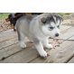 Siberian Husky Welpen - Rüde