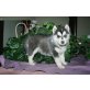 Siberian Husky Welpen - Rüde