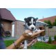 Siberian Husky Welpen - Rüde