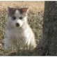 Siberian Husky Welpen - Rüde