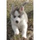 Siberian Husky Welpen - Rüde