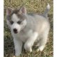Siberian Husky Welpen - Rüde